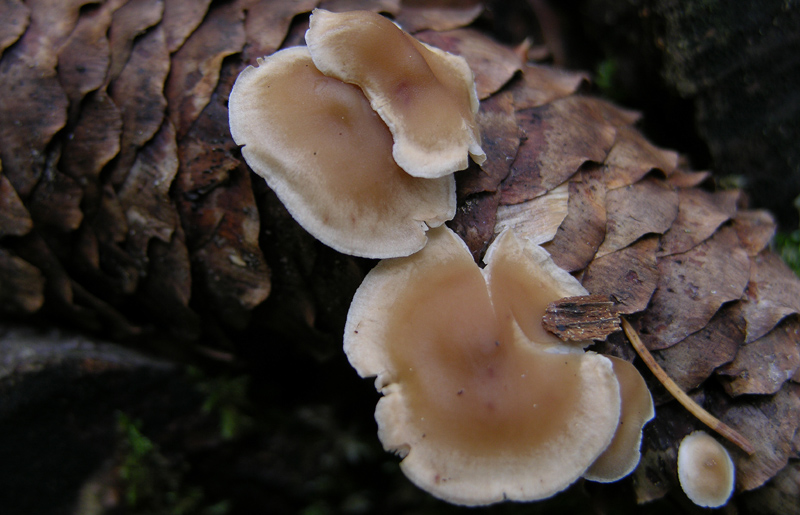 Baeospora myosura (Fr.) Singer